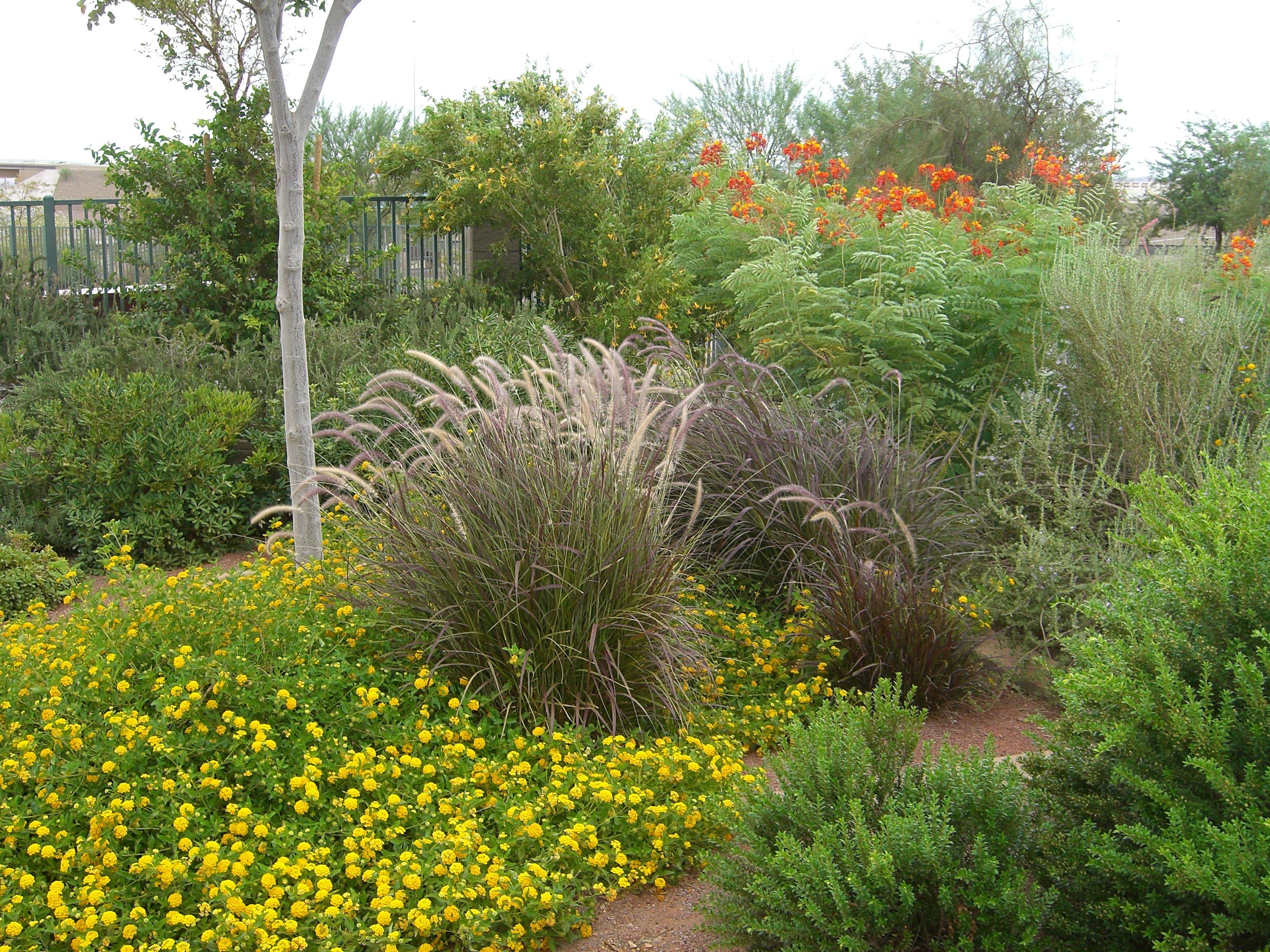 Acacia Demonstration Gardens